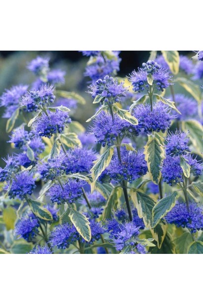 Кущ каріоптерису з блакитними квітами